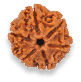 Rudraksha